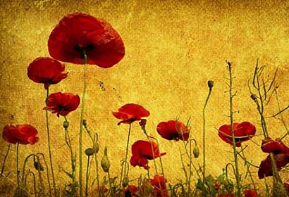 Fototapeta Red Poppies 6319